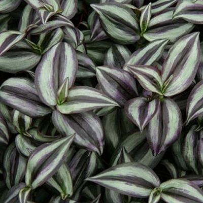 Tradescantia