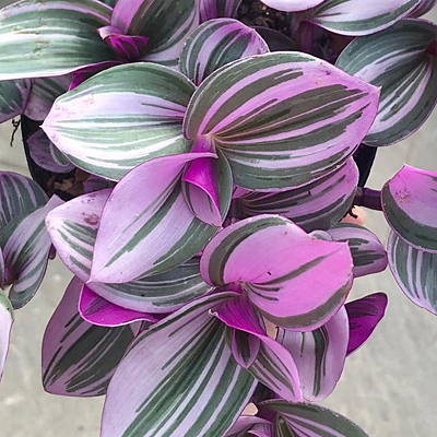Tradescantia 'Nanouk'