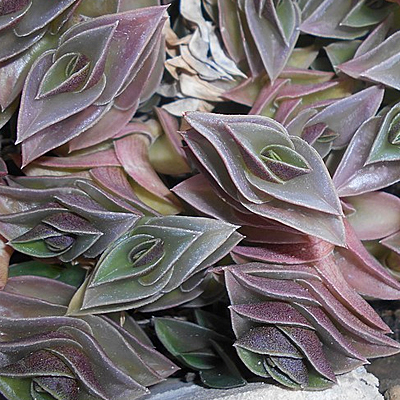 Tradescantia navicularis