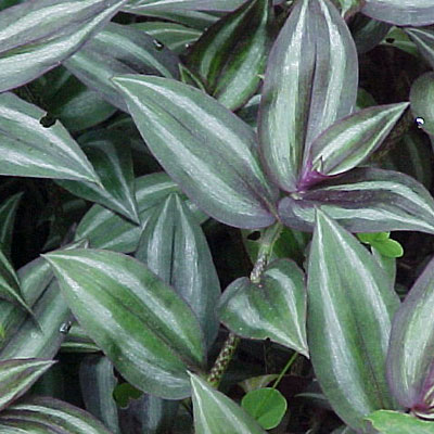 Tradescantia pallida