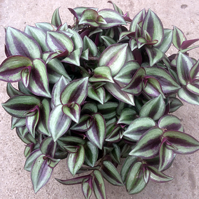 Tradescantia zebrina 'Purple'