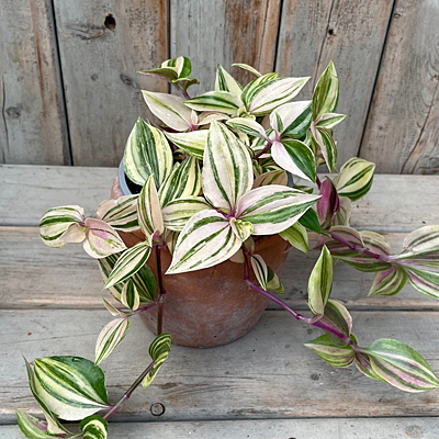 Tradescantia 'Rainbow'