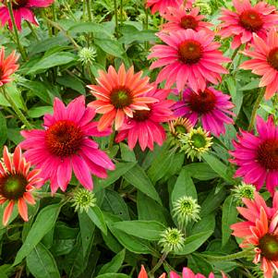Echinacea p. 'Sombrero Tres Amigos'