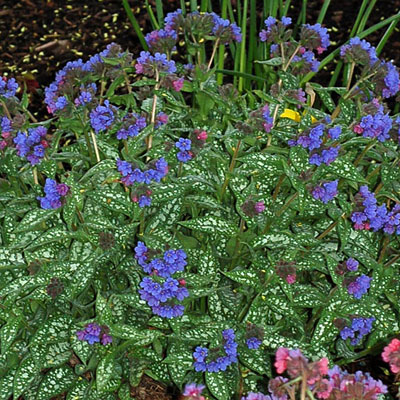 Pulmonaria x 'Trevi Fountain'