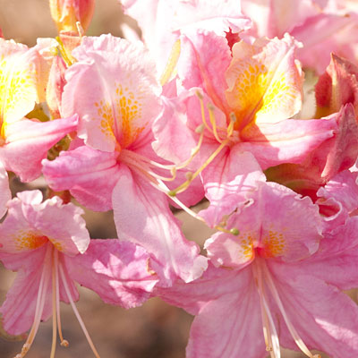 Azalea 'Tri-Lights'