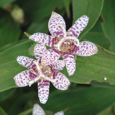 Tricyrtis h. 'Miyazaki'