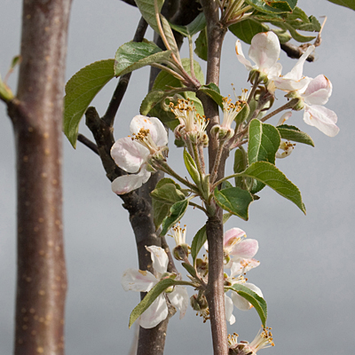 Malus d. 'Triple Play Mid' (Honeycrisp, Sweet 16, Cortland)