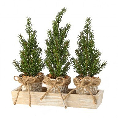 Triple Pine Seedling Potted Tray - Natural Green