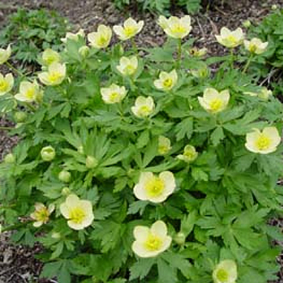 Trollius laxus