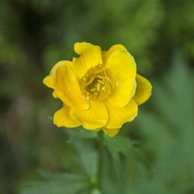 Trollius stenopetalus