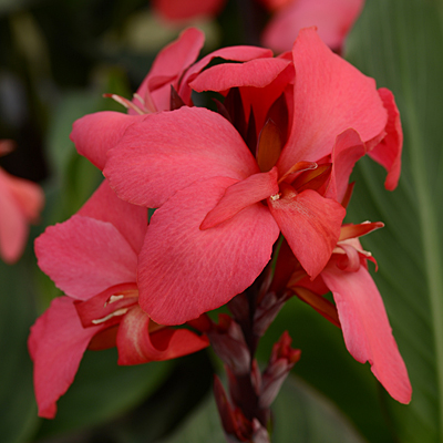 Canna 'Cannova Rose'
