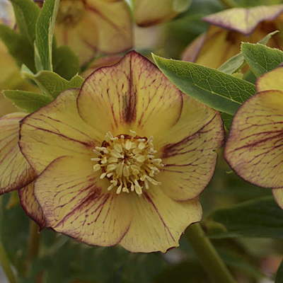 Helleborus x 'Tropical Sunset'