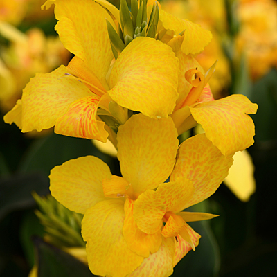 Canna 'Cannova Yellow'