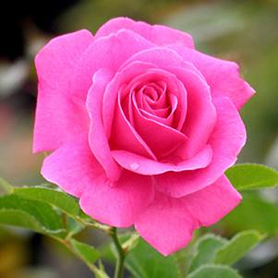 Rosa 'True Gratitude'