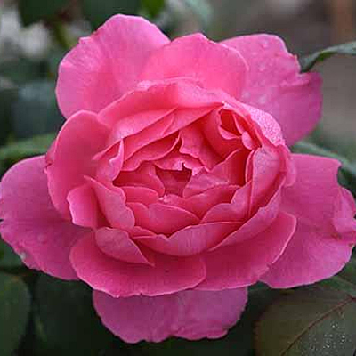 Rosa 'True Inspiration'