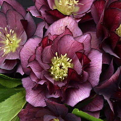 Helleborus x 'True Love'