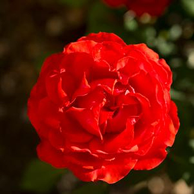 Rosa 'True Passion'