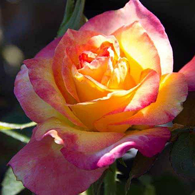 Rosa 'True Sincerity'