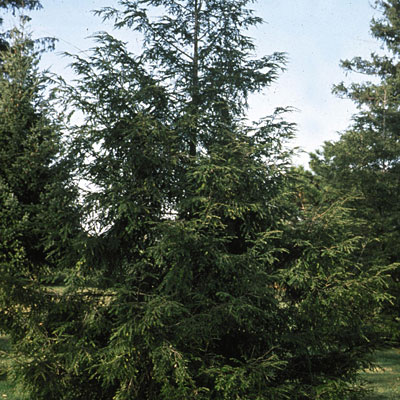 Tsuga canadensis