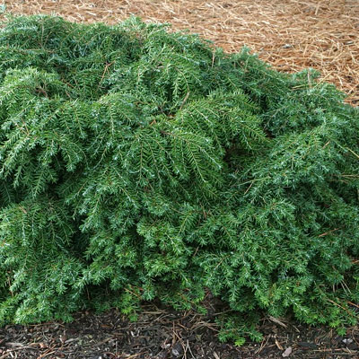 Tsuga c. 'Jeddeloh'