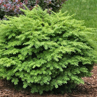 Tsuga d. 'Loowit'