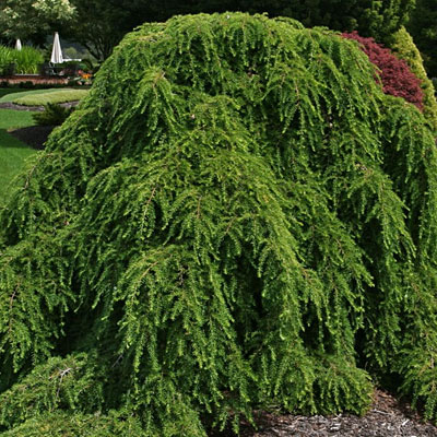 Tsuga c. 'Pendula'