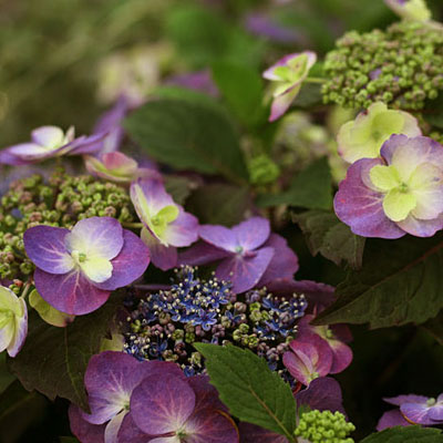 Hydrangea s. 'Tuff Stuff'
