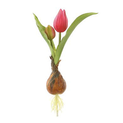 Tulip Spray with Bulb - Fuchsia