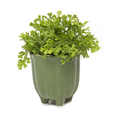 Tulip Cup - Fern Green