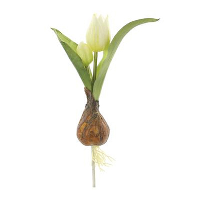 Tulip Spray with Bulb - White