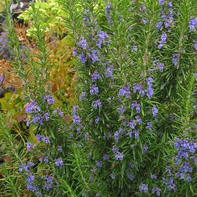 Rosmarinus officinalis 'Tuscan Blue'