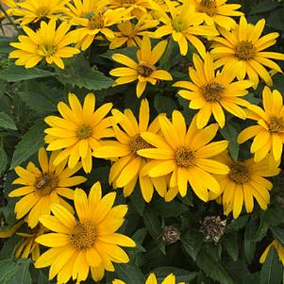 Heliopsis h. 'Tuscan Gold'