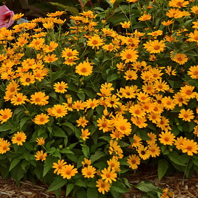 Heliopsis h. 'Tuscan Sun'