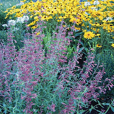 Agastache x 'Tutti Frutti'