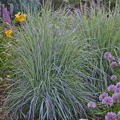 Schizachyrium s. 'Twilight Zone'