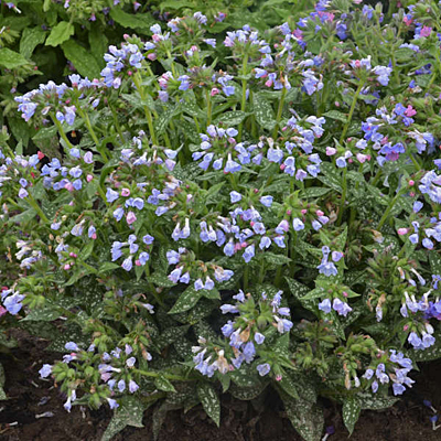 Pulmonaria x 'Twinkle Toes'