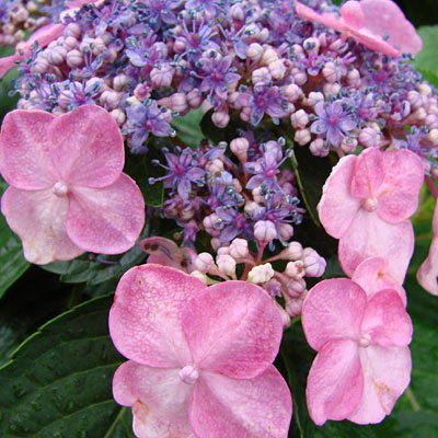 Hydrangea m. 'ES Twist-n-Shout'