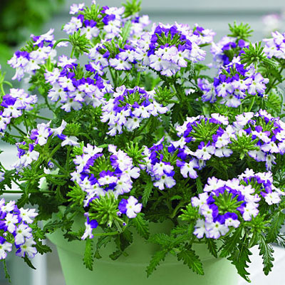 Verbena 'Lanai Twister Purple'