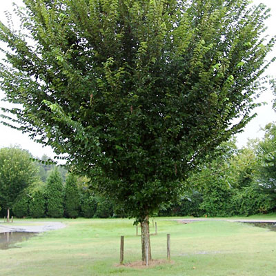 Ulmus americana 'Princeton'