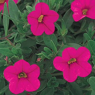 Calibrachoa 'Unique Dark Pink'