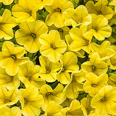 Calibrachoa 'Unique Golden Yellow'