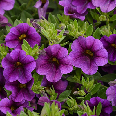 Calibrachoa 'Unique Lilac'