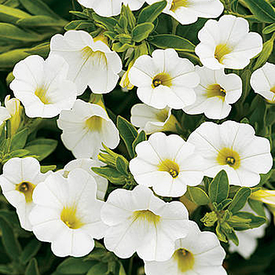 Calibrachoa 'Unique White'