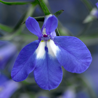 Lobelia 'Techno Heat Upright Blue'