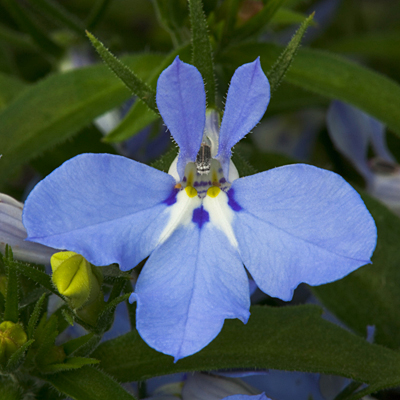 Lobelia 'Techno Heat Upright Light Blue'