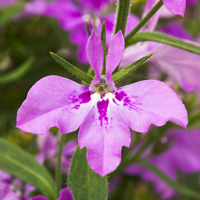 Lobelia 'Techno Heat Upright Purple'
