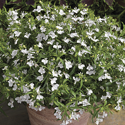 Lobelia 'Techno Heat Upright White'