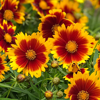 Coreopsis x 'UpTick Gold & Bronze'