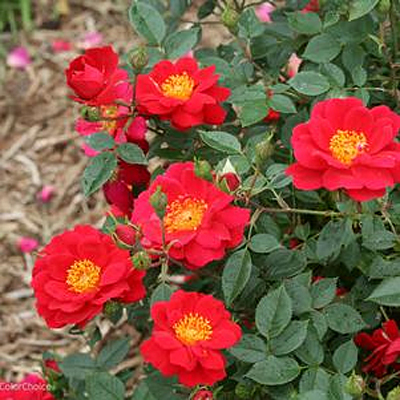 Rosa 'Oso Easy Urban Legend'
