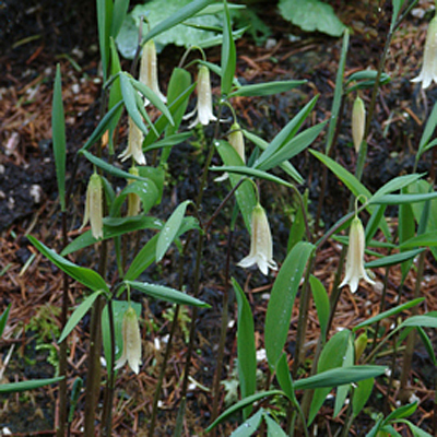 Uvularia sessilifolia
